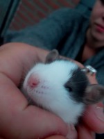 /album/rizzel-rats/sam-5278-jpg/