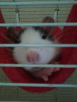 /album/rizzel-rats/a1351298707001-jpg/