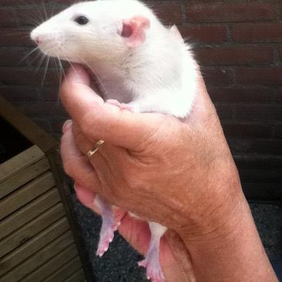 Stumpertje net afgedroogd