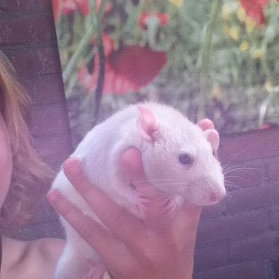 Nog een keer Dikke Tanga